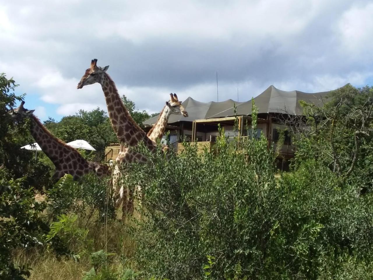 Ndhula Luxury Tented Lodge White River Exterior photo